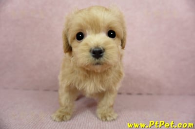 01/15奶油色馬爾泰迪 II 公幼犬(台中西屯)3