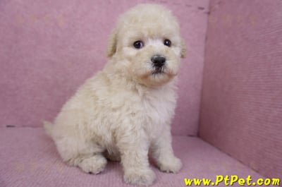 12/06奶油貴賓母幼犬1號(高雄)6