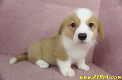 05/09雙色柯基犬公幼犬2號(宜蘭三星)6