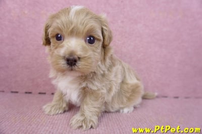 01/11馬爾泰迪公幼犬1號6