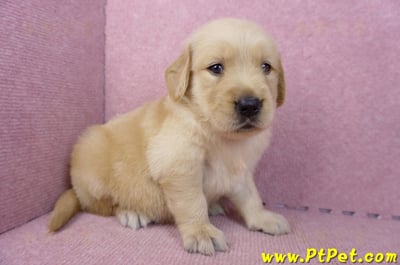 07/18黃金獵犬母幼犬1號(基隆信義)4