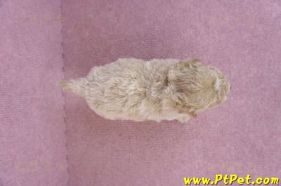 09/23泰迪比熊母幼犬2號(屏東里港)8