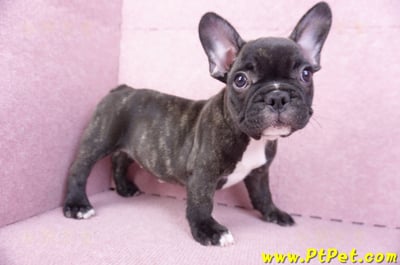 09/18虎斑色法國鬥牛母幼犬1號(屏東泰武)6