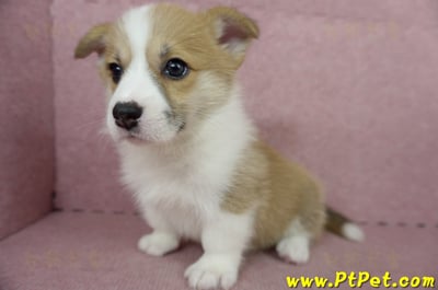 04/28雙色柯基犬母幼犬(高雄前鎮)11