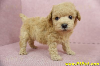 05/12茶杯型奶油貴賓母幼犬(屏東萬丹)3