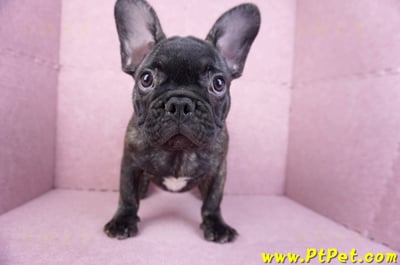 09/18虎斑色法國鬥牛母幼犬1