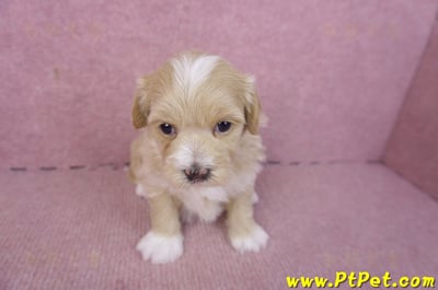 01/30馬爾泰迪公幼犬2號3