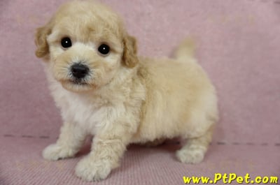 03/12泰迪比熊公幼犬1號(嘉義市)10