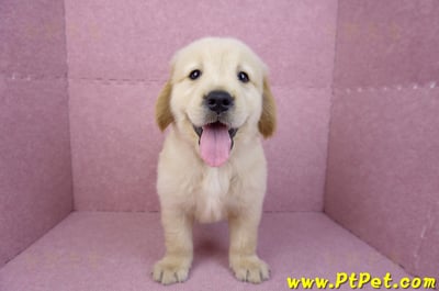 07/18黃金獵犬公幼犬1號(台北內湖)3