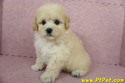 11/08泰迪比熊母幼犬(屏東長治)11