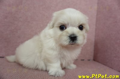 05/28迷你型馬爾濟斯公幼犬2號(高雄仁武)3