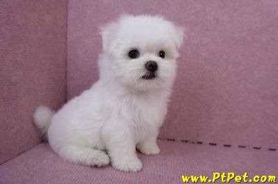 05/28迷你型馬爾濟斯公幼犬2號(台東成功)6