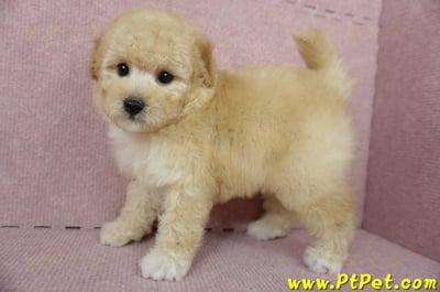 11/26迷你型奶油貴賓公幼犬(屏東市)10