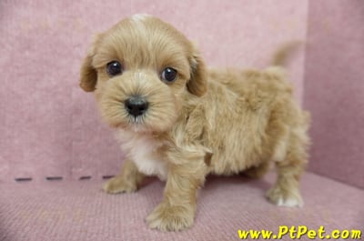 05/05奶油色馬爾泰迪公幼犬5號(屏東麟洛)10