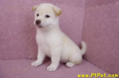 07/11白色柴犬公幼犬(屏東長治)10