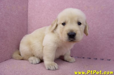 07/18黃金獵犬公幼犬6號(桃園平鎮)5