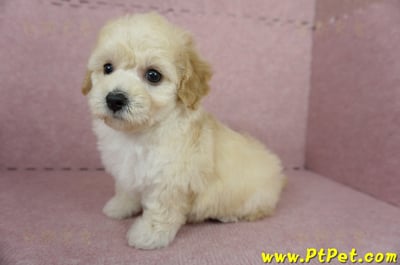 11/08泰迪比熊母幼犬1號(屏東內埔)8