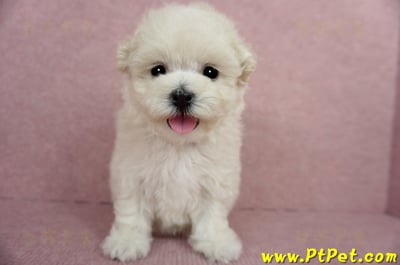 03/31奶油色馬爾泰迪母幼犬2號(屏東市)5