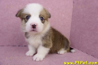 07/01雙色柯基犬公幼犬(屏東長治)7