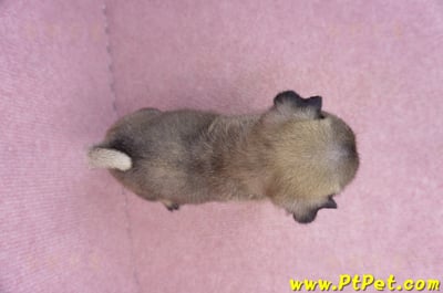 07/09巴哥母幼犬2號(桃園觀音)11