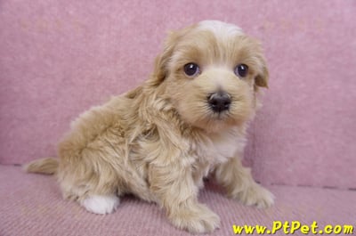 02/20馬爾泰迪母幼犬1號(新竹市)5