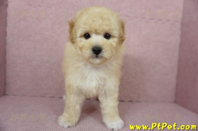 11/26迷你型奶油貴賓公幼犬(屏東市)2