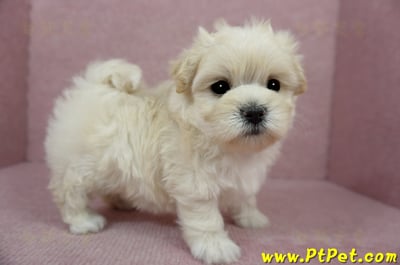 01/10奶油色馬爾泰迪母幼犬1號(新北中和)1