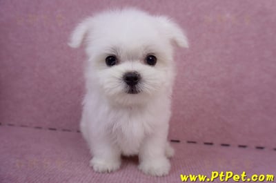 05/28迷你型馬爾濟斯公幼犬3號(台北萬華)1