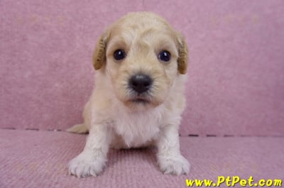 08/14泰迪比熊母幼犬(屏東新園)1