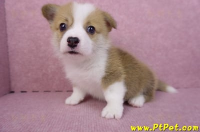 07/09雙色柯基犬公幼犬1號8