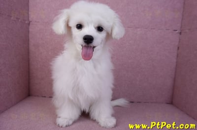 08/11馬爾濟斯公幼犬2