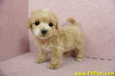 01/15奶油色馬爾泰迪公幼犬(屏東高樹)11