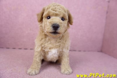 01/20泰迪比熊公幼犬3