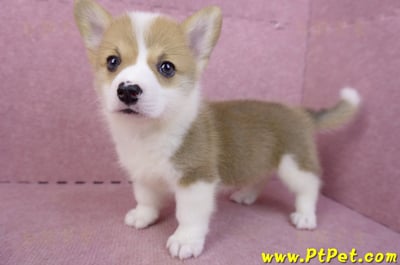 04/16雙色柯基犬母幼犬(桃園市)8