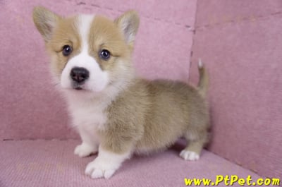 11/05雙色柯基犬公幼犬2號(屏東內埔)9