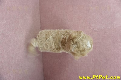 03/02馬爾泰迪母幼犬(桃園楊梅)13