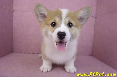 11/30雙色柯基犬母幼犬(屏東萬巒)3