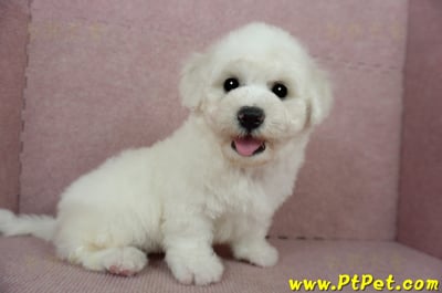 01/12比熊犬公幼犬(花蓮吉安)7