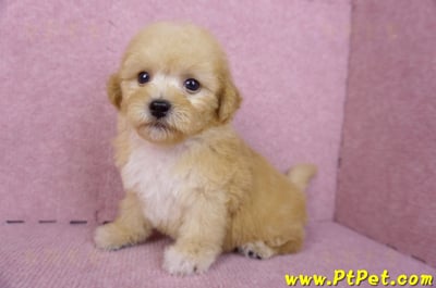 08/12泰迪比熊母幼犬(高雄鼓山)9