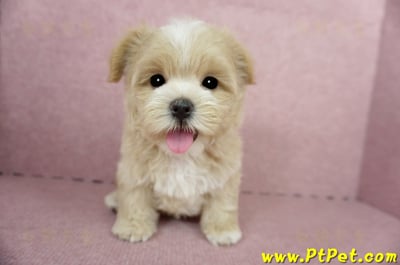 04/11奶油色馬爾泰迪公幼犬1號(桃園市)3