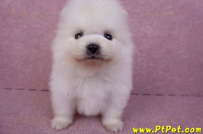 10/11松鼠白博美公幼犬3號(高雄六龜)3