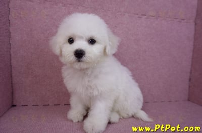 07/22比熊犬母幼犬2號(屏東新園)8