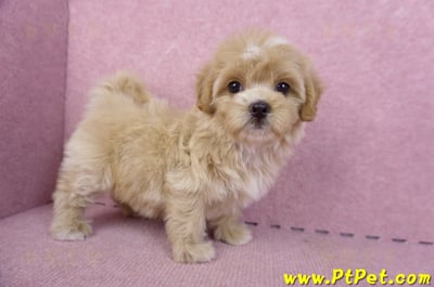 10/18馬爾泰迪母幼犬1號(台中烏日)9