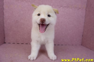 09/21白色柴犬母幼犬(高雄鳳山)2