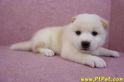 05/20白色柴犬公幼犬3