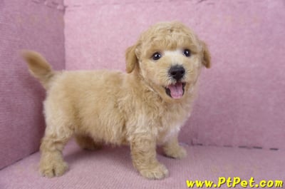 01/20泰迪比熊公幼犬(屏東內埔)7