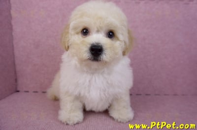 08/14泰迪比熊公幼犬1號(花蓮吉安)3