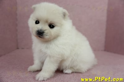 03/14迷你型松鼠白博美母幼犬(屏東潮州)4