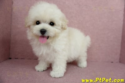 03/31奶油色馬爾泰迪母幼犬(桃園蘆竹)12