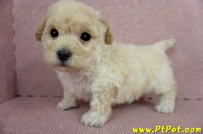 03/12泰迪比熊公幼犬2號(新竹香山)7